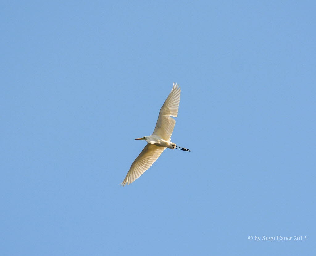 Silberreiher Casmerodius albus