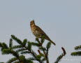 Singdrossel Turdus philomelos