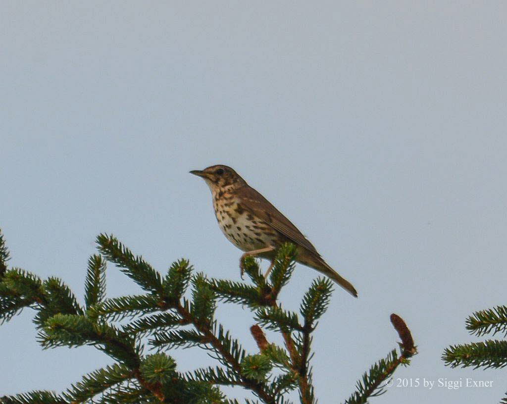 Singdrossel Turdus philomelos