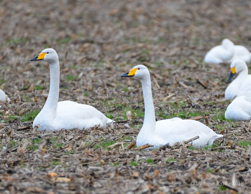 Singschwan Cygnus cygnus