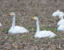 Singschwan Cygnus cygnus