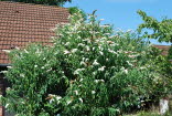 Sommerflieder, Weier Buddleja White Profusion