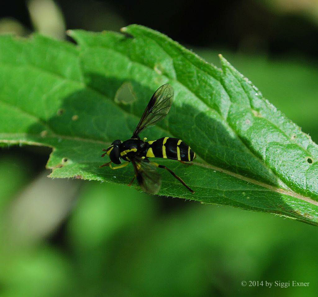 Xanthogramma pedissequum Spte Gelbrandschwebfliege