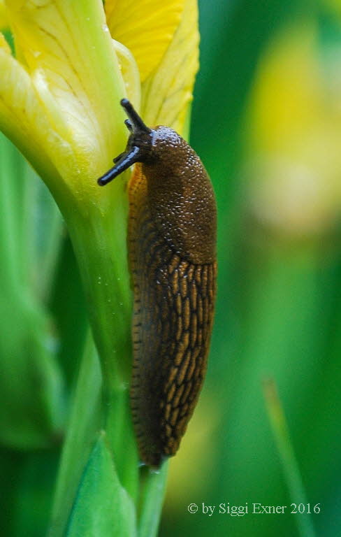 Spanische Wegschnecke Arion vulgaris