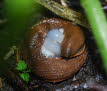 Spanische Wegschnecke Arion vulgaris