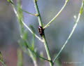 Crioceris asparagi Gemeines Spargelhhnchen 