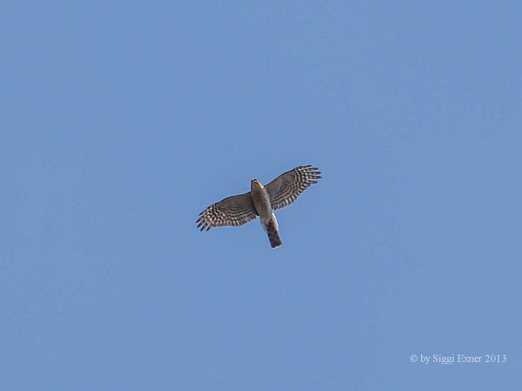 Sperber Accipiter nisus