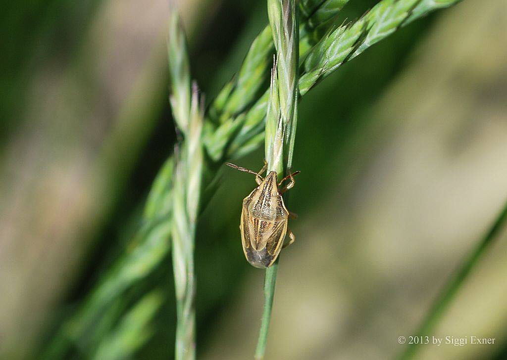 Spitzling Aelia acuminata