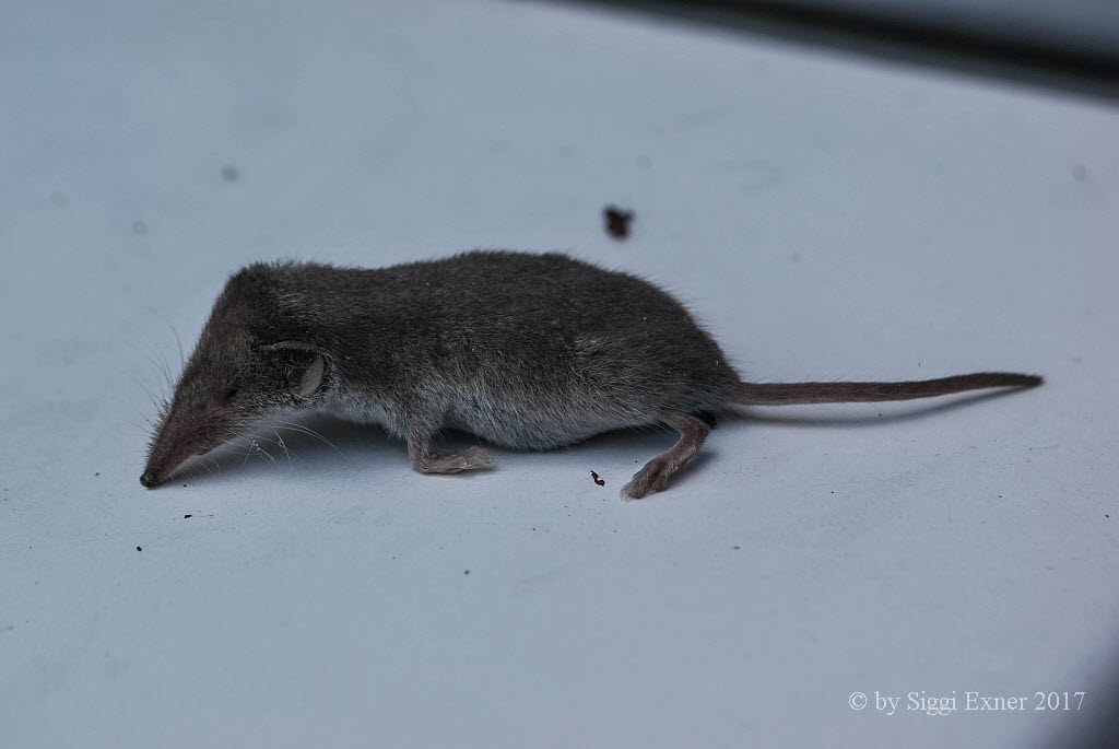 Gartenspitzmaus Crocidura suaveolens