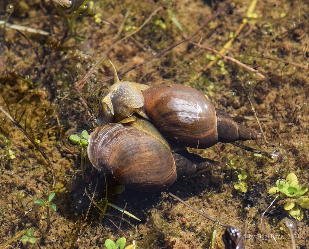 Spitzschlammschnecken Lymnaea stagnalis_1055_0066894