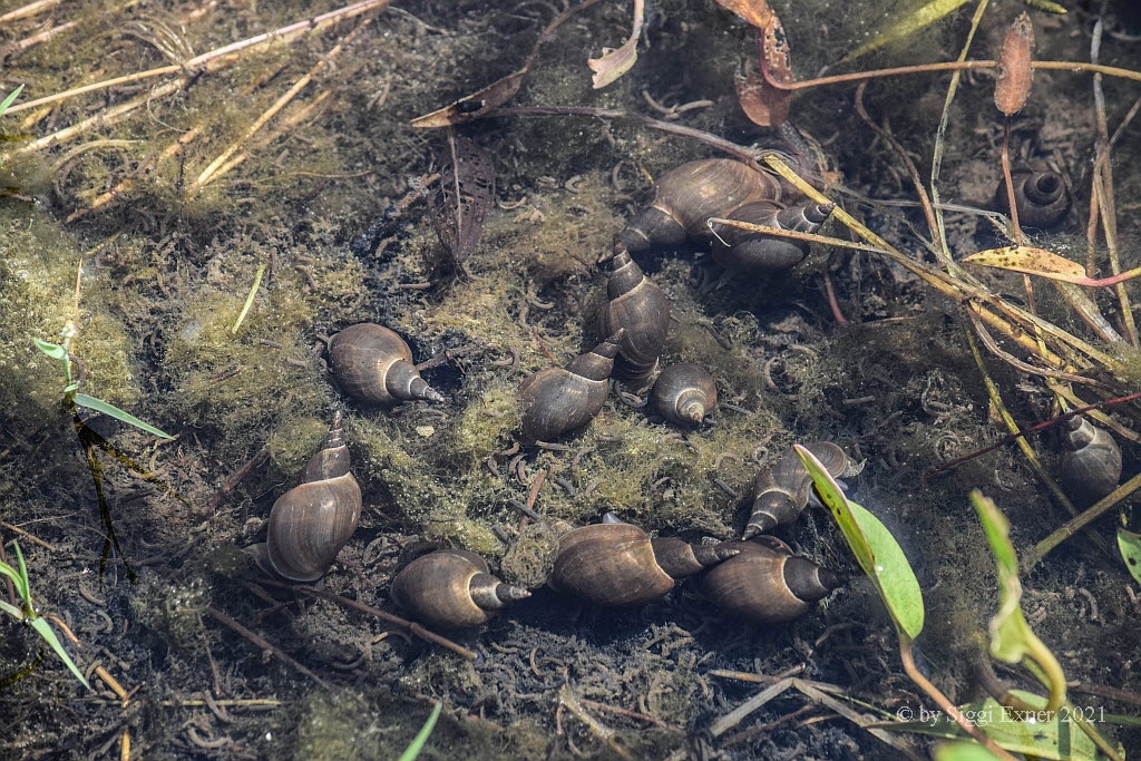 Spitzschlammschnecken Lymnaea stagnalis