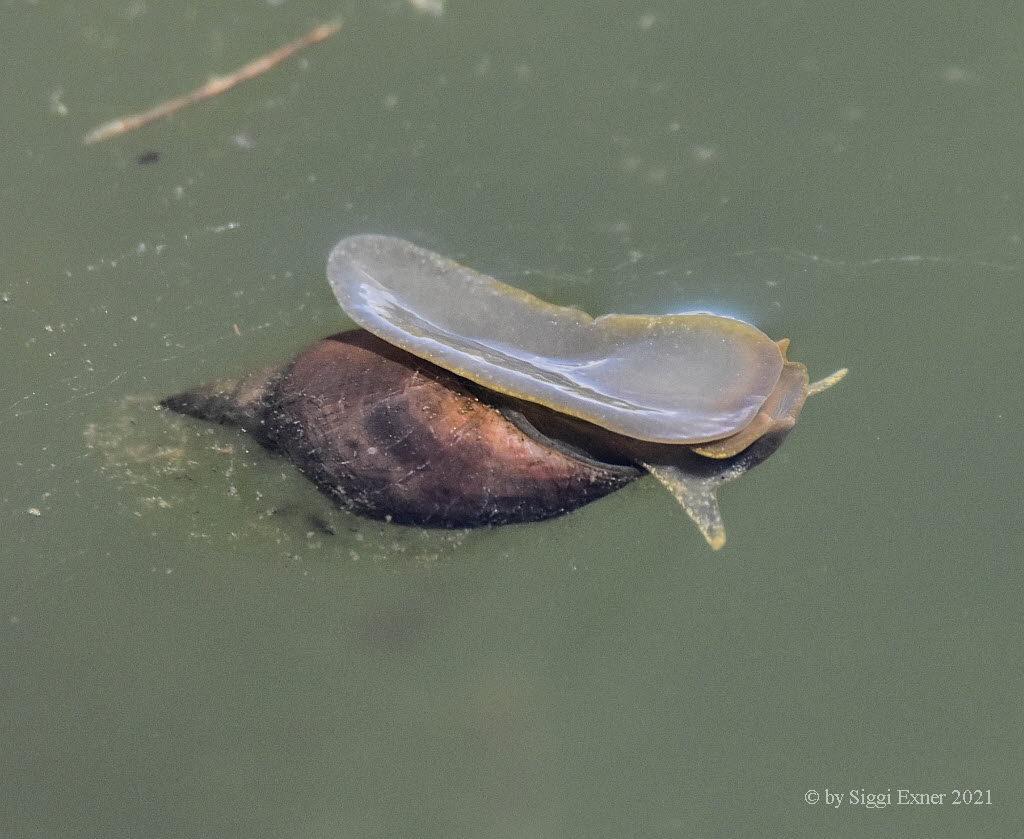 Spitzschlammschnecken Lymnaea stagnalis