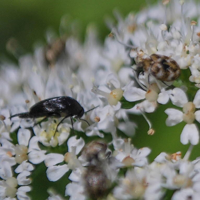 Stachelkfer Mordella cf aculeata