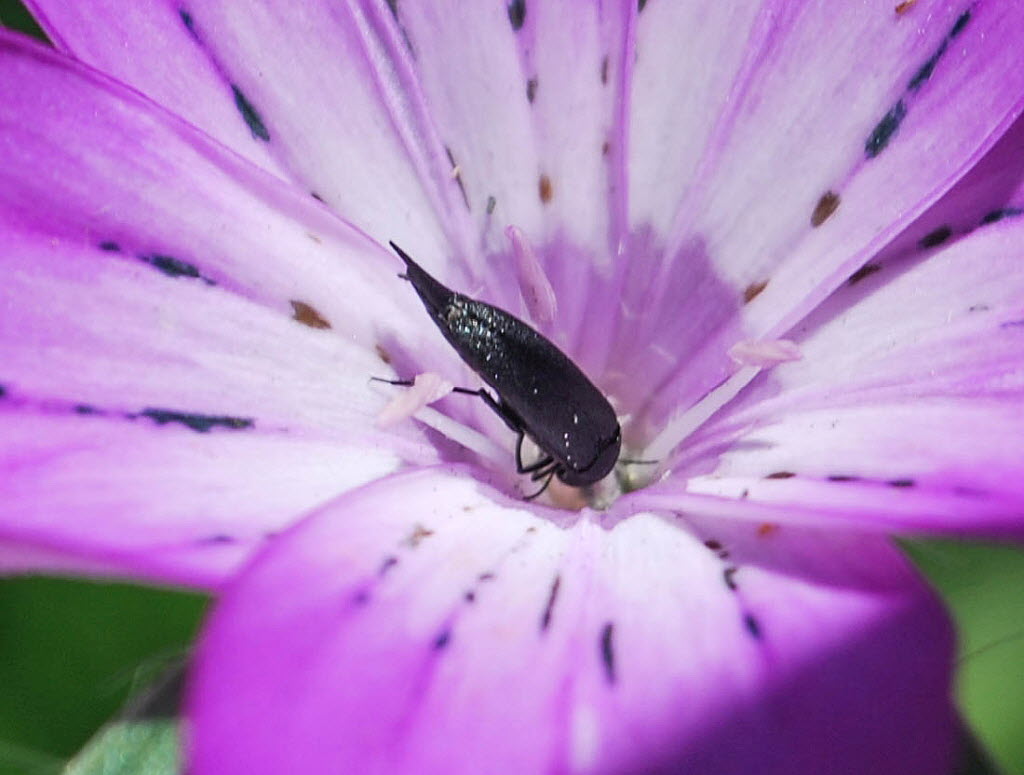 Stachelkfer Mordella sp