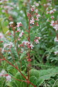 Steinbrech, Schatten- Saxifraga umbrosa 