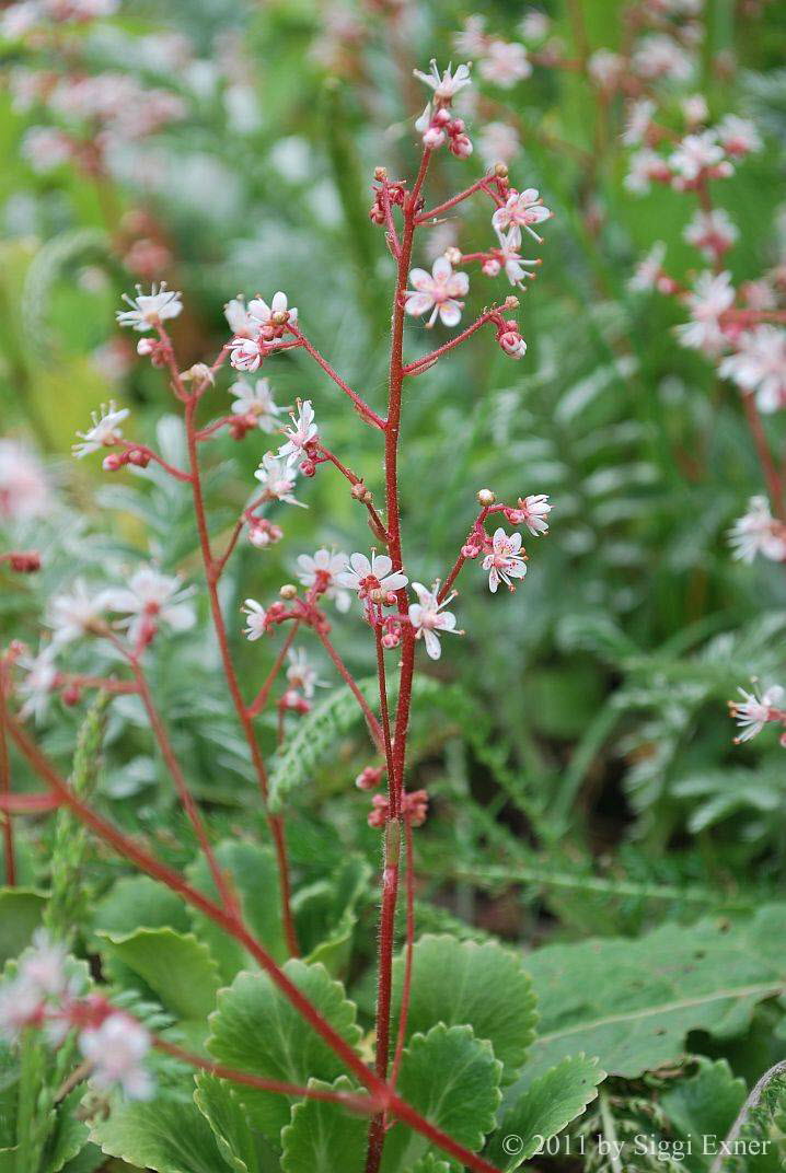 Steinbrech, Schatten- Saxifraga umbrosa 