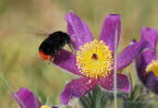 Steinhummel Bombus lapidarius