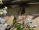 Steinhummel Bombus lapidarius