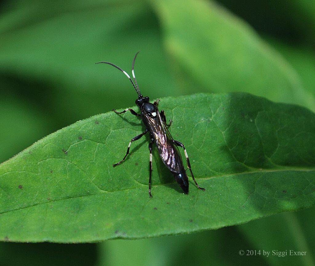 Stenichneumon militarius