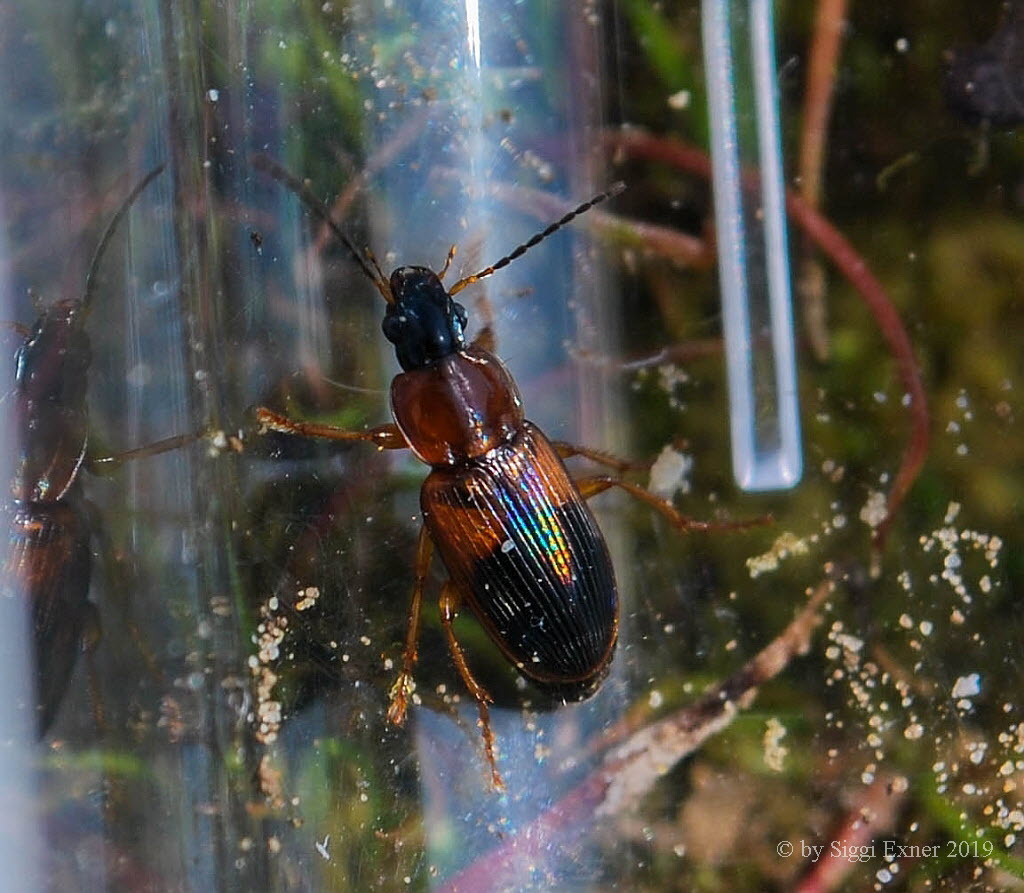 Stenolophus teutonus Bunter Scheibenhals-Schnellufer