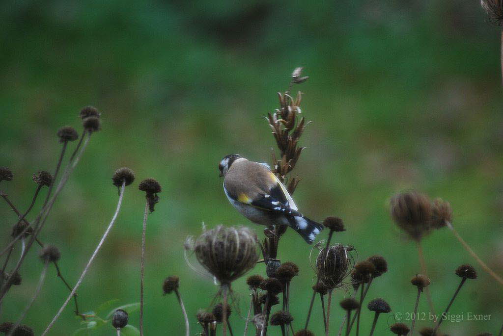 Stieglitz Carduelis carduelis