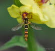 Sphaerophoria sp Stiftschwebfliege