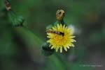 Sphaerophoria sp Stiftschwebfliege