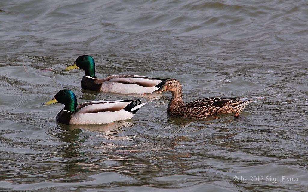 Stockente Anas platyrhynchos