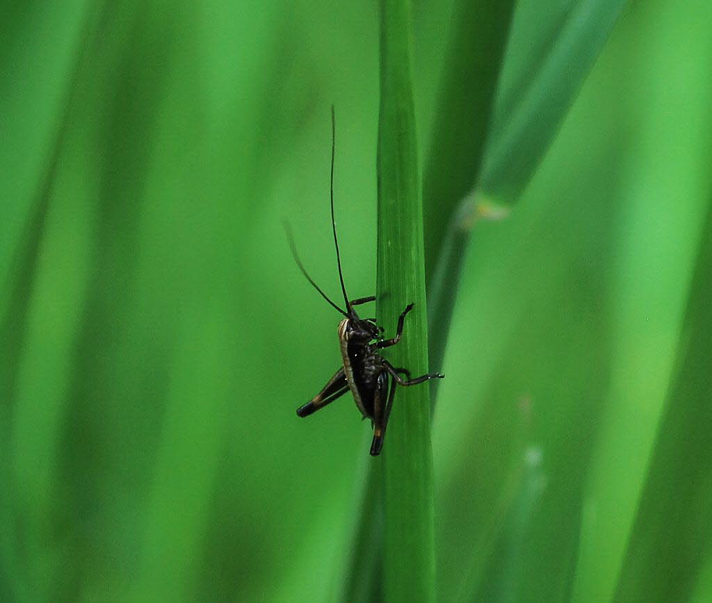 Gewhnliche Strauchschrecke Pholidoptera griseoaptera