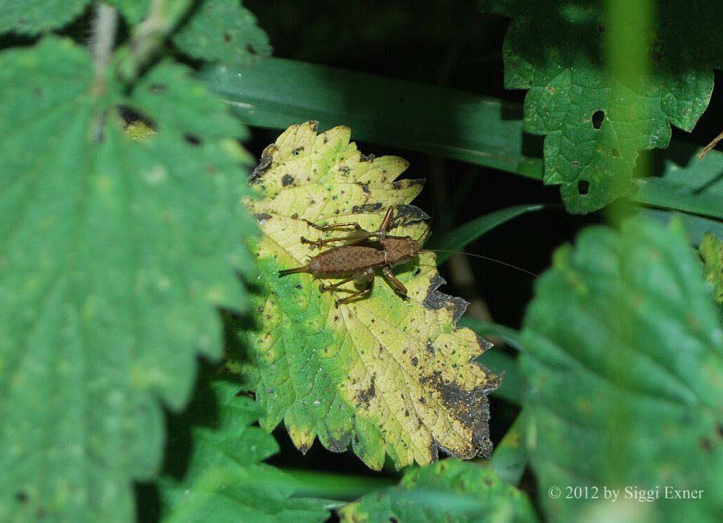 Gewhnliche Strauchschrecke Pholidoptera griseoaptera