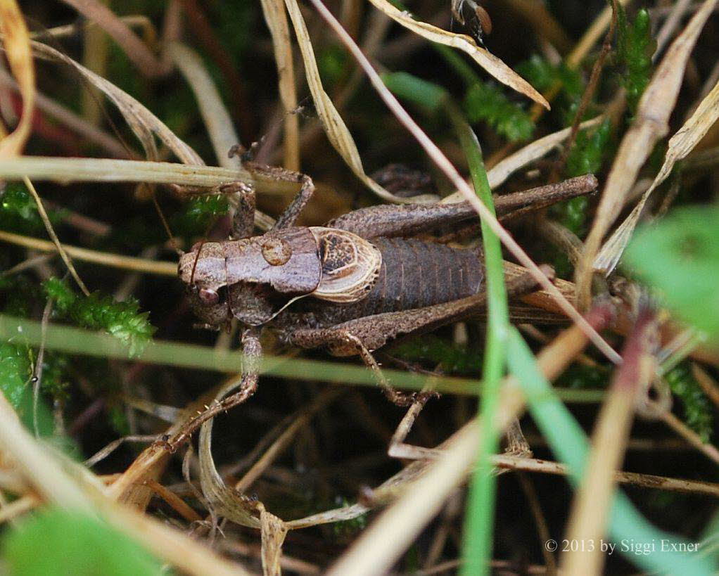 Gewhnliche Strauchschrecke Pholidoptera griseoaptera