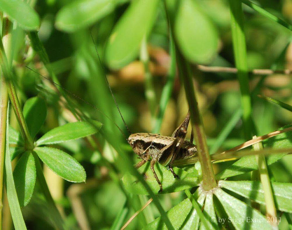 Gewhnliche Strauchschrecke Pholidoptera griseoaptera