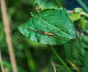 Groe Streckerspinne Tetragnatha montana