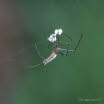 Groe Streckerspinne Tetragnatha montana