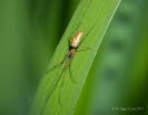 Groe Streckerspinne Tetragnatha montana