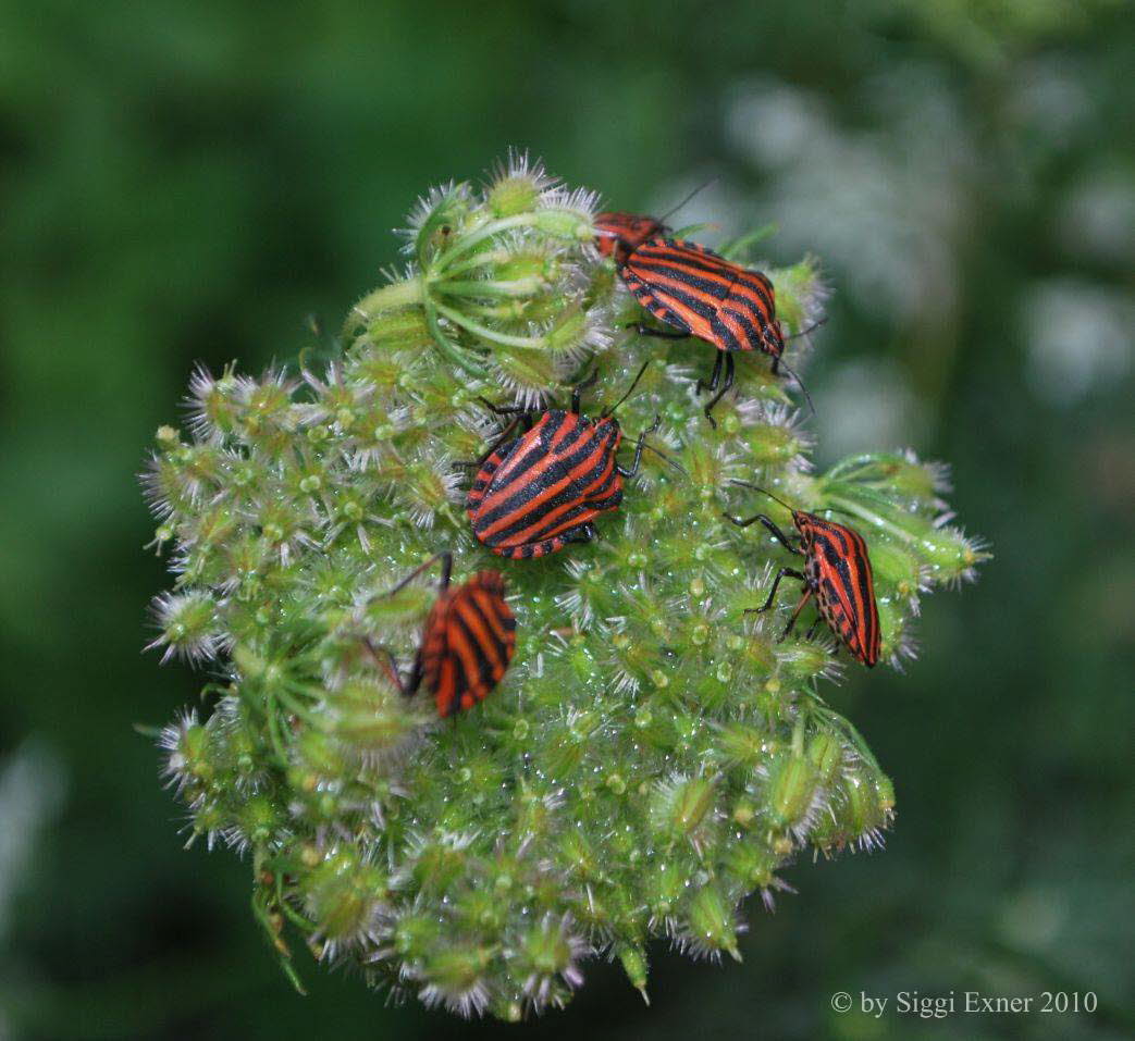 Streifenwanze Graphosoma lineatum