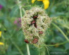 Streifenwanze Graphosoma lineatum