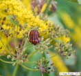 Streifenwanze Graphosoma lineatum