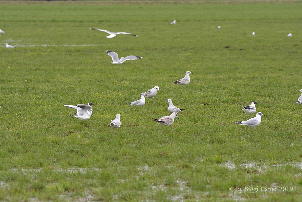 Sturmmwe Larus canus