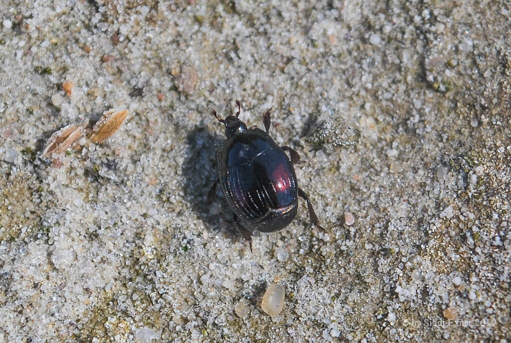 Margarinotus purpurascens Sturtzkfer