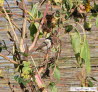Sumpfmeise Parus palustris
