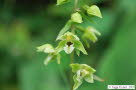 Sumpfwurz, Breitblttrige Epipctis helleborne