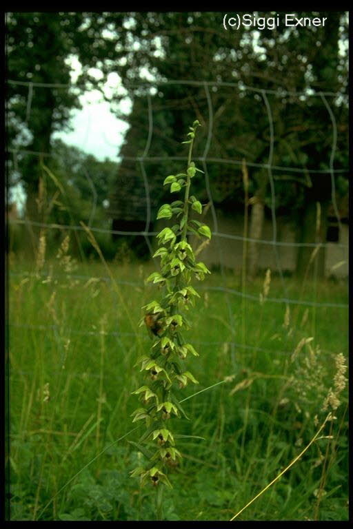 Sumpfwurz, Breitblttrige Epipctis helleborne