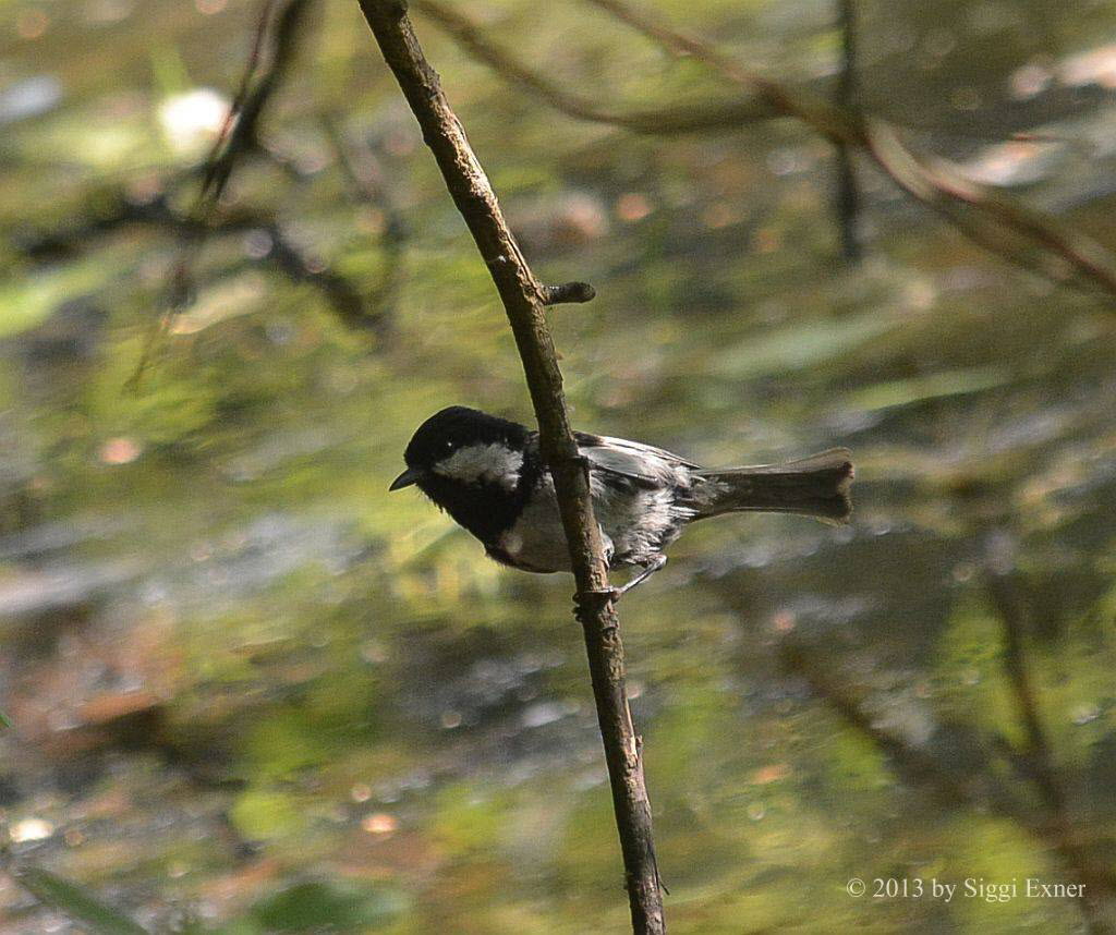 Tannenmeise Parus ater