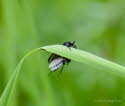 Empis ciliata Schwarze Tanzfliege