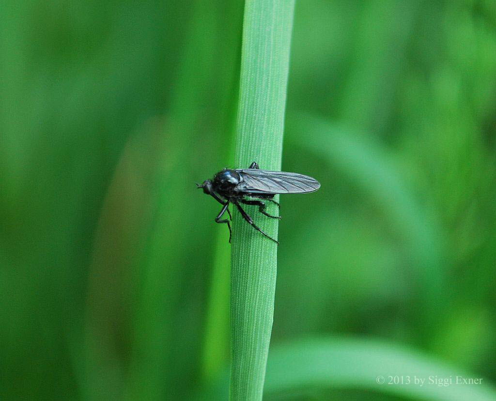 Empis ciliata Schwarze Tanzfliege