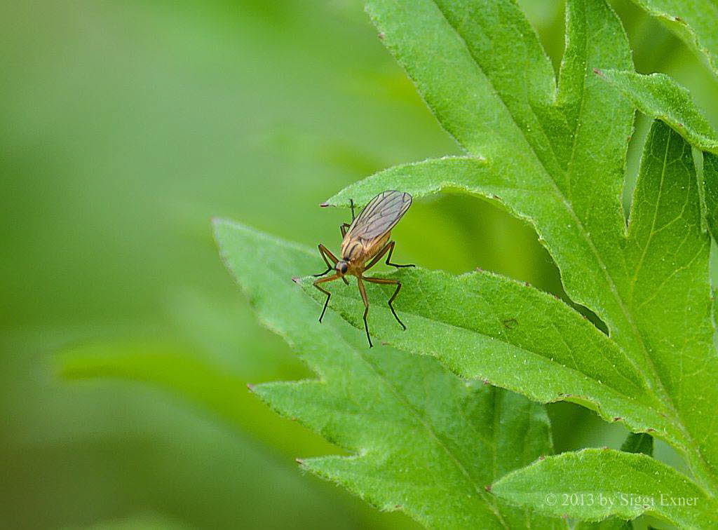 Empis digramma