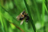 Empis opaca