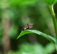 Empis opaca