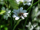 Empis opaca